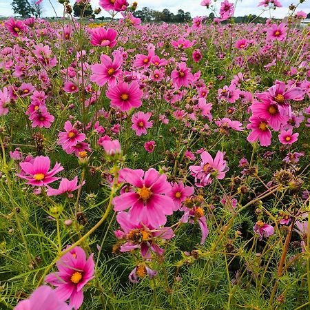Maison D'Hotes Les Roses Tremieres サクレー エクステリア 写真