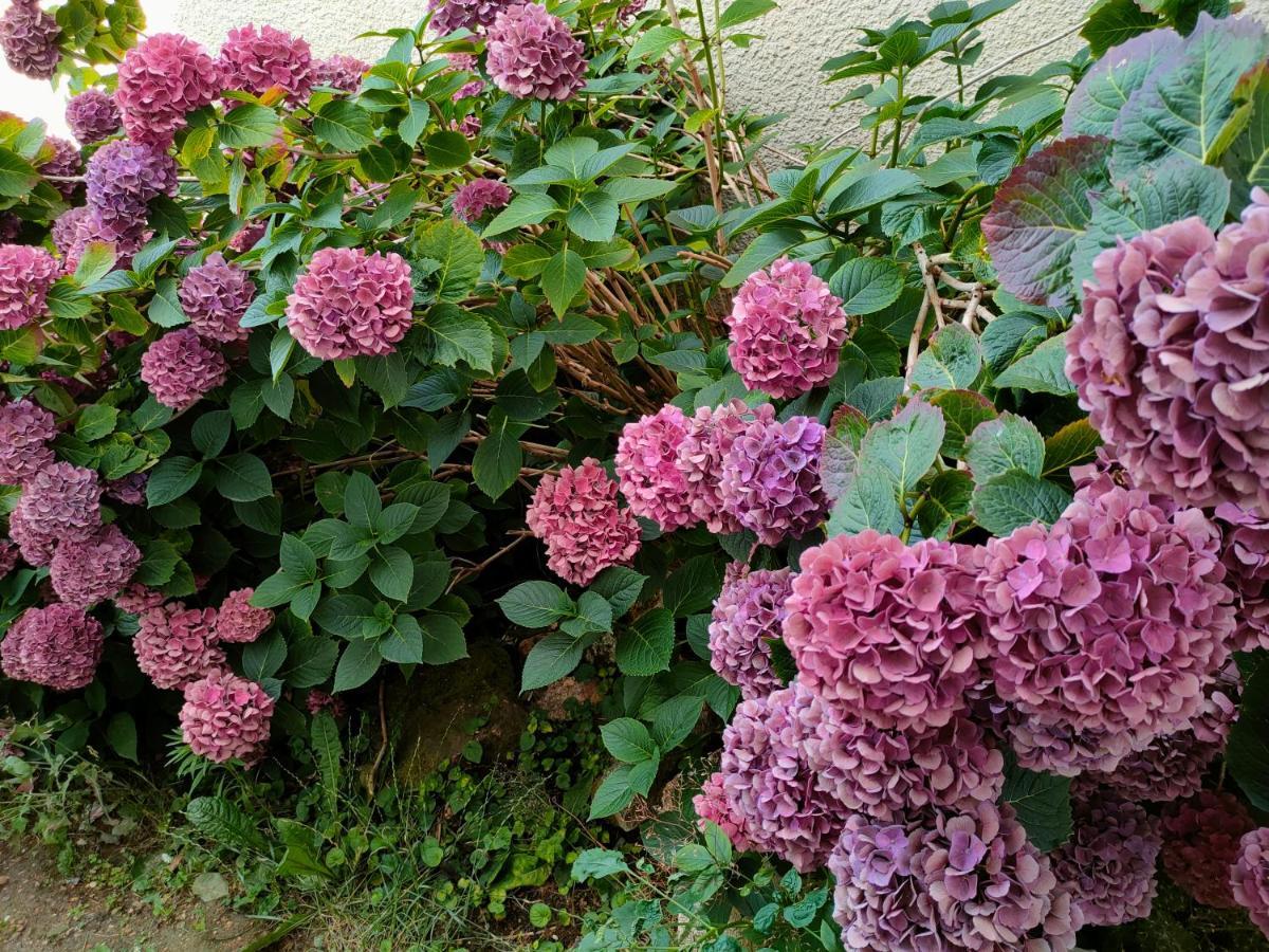 Maison D'Hotes Les Roses Tremieres サクレー エクステリア 写真